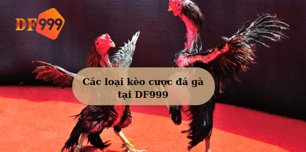 Các loại kèo cược đá gà tại DF999