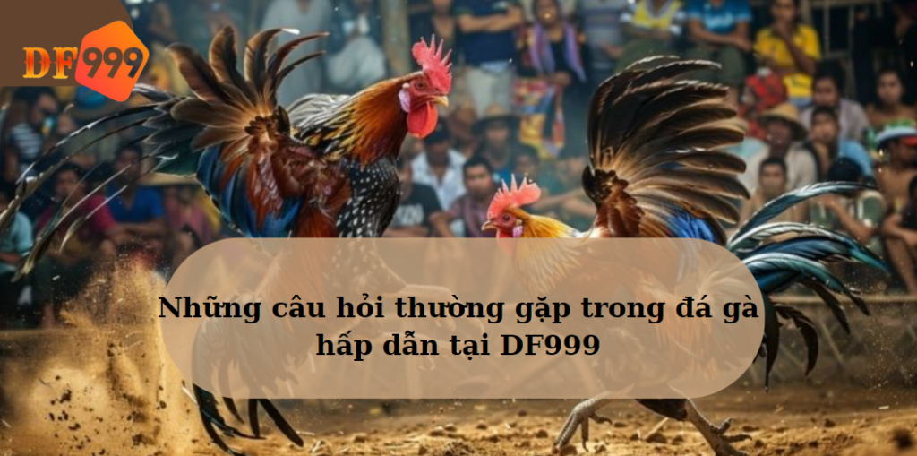 Những câu hỏi thường gặp trong đá gà hấp dẫn tại DF999