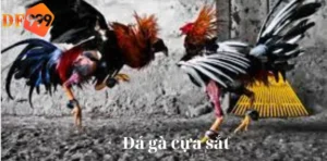 Đá gà cựa sắt